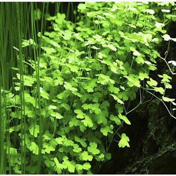 Hydrocotyle Tripartita sp. Japan
