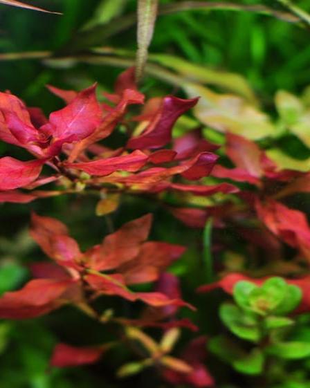 Ludwigia Super Red "Mini"