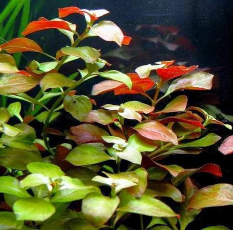 Ludwigia Repens