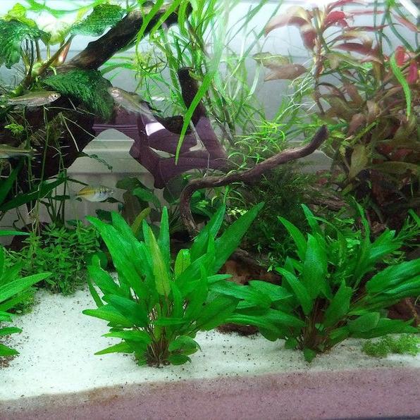 Cryptocoryne Wendtii 'Green'