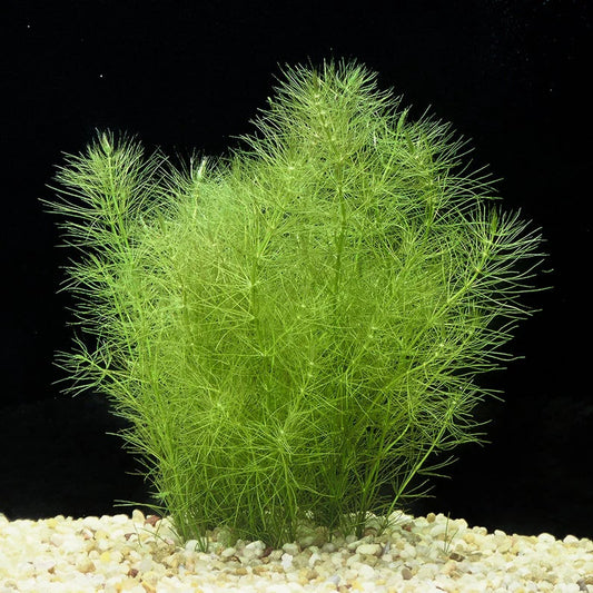 Myriophyllum Pinnatum
