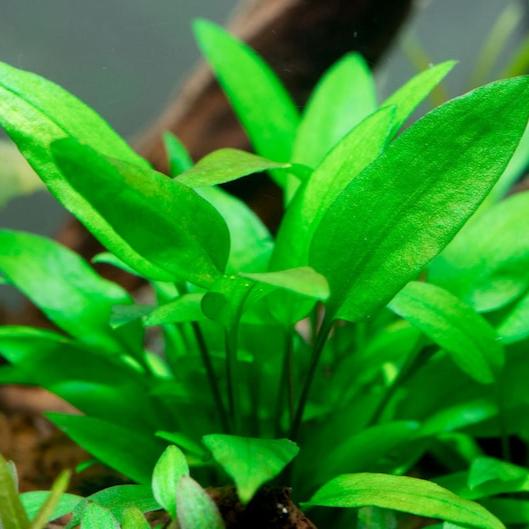 Cryptocoryne Wendtii 'Green'