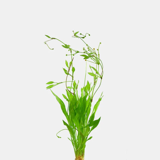 Broadleaf Chain Sword