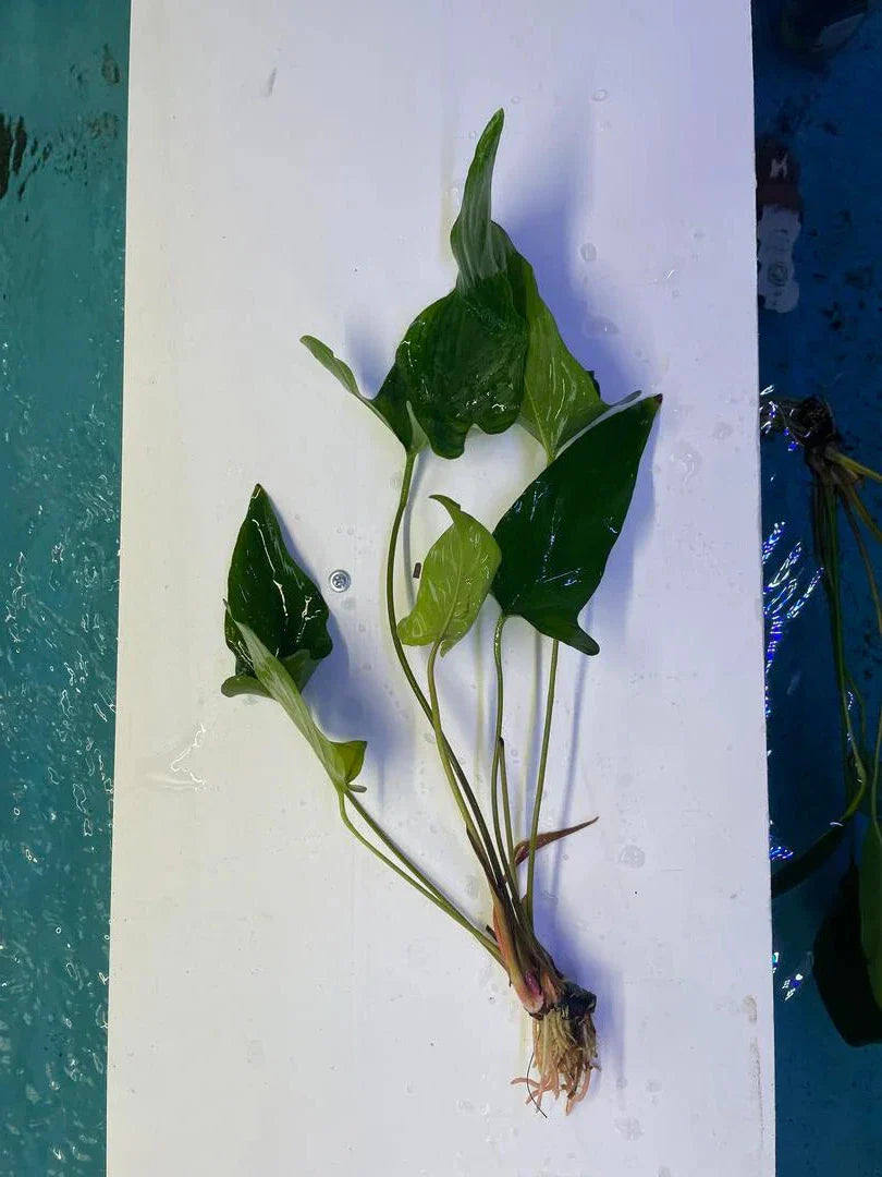 Anubias Hastifolia [X-Large]