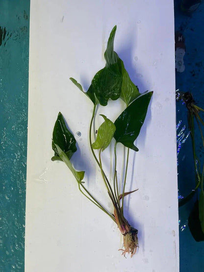 Anubias Hastifolia [X-Large]