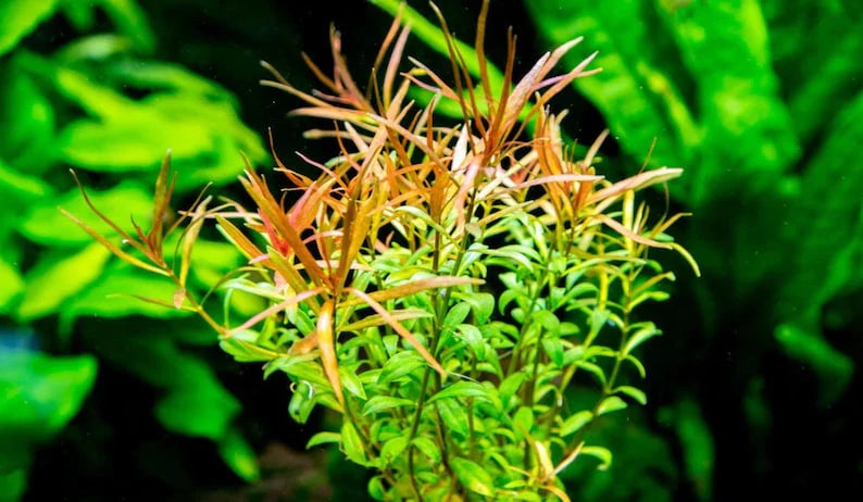 Ludwigia Arcuata 'Needle Leaf' Bundle