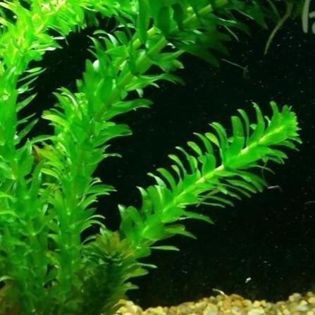 Anacharis Elodea