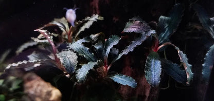 Bucephalandra Tissue Culture [Multiple Plants]