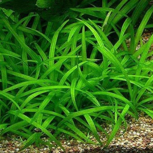 Dwarf Sagittaria [Sagittaria Subulata, Narrow-Leaved Arrowhead]