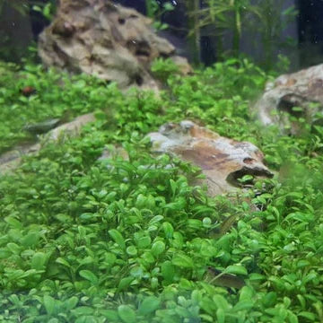 Glosso [Glossostigma Elatinoides]