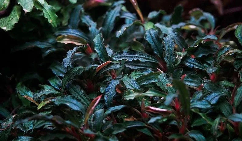 Bucephalandra Tissue Culture [Multiple Plants]