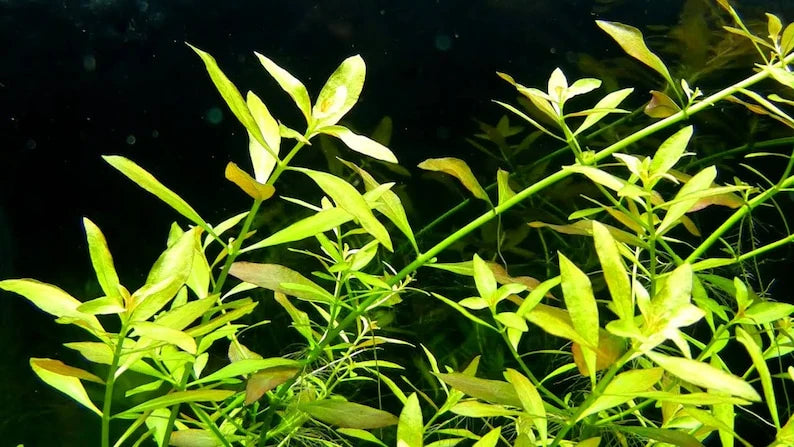 Ludwigia Arcuata 'Needle Leaf' Bundle