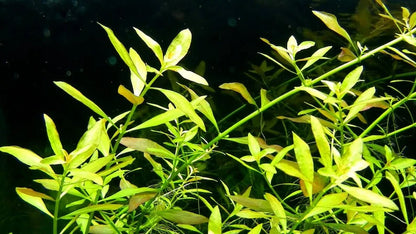 Ludwigia Arcuata 'Needle Leaf' Bundle