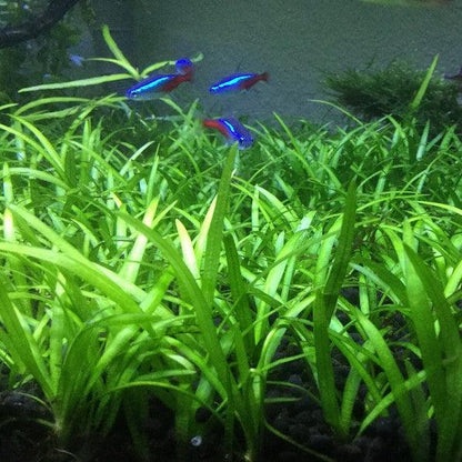 Dwarf Sagittaria [Sagittaria Subulata, Narrow-Leaved Arrowhead]