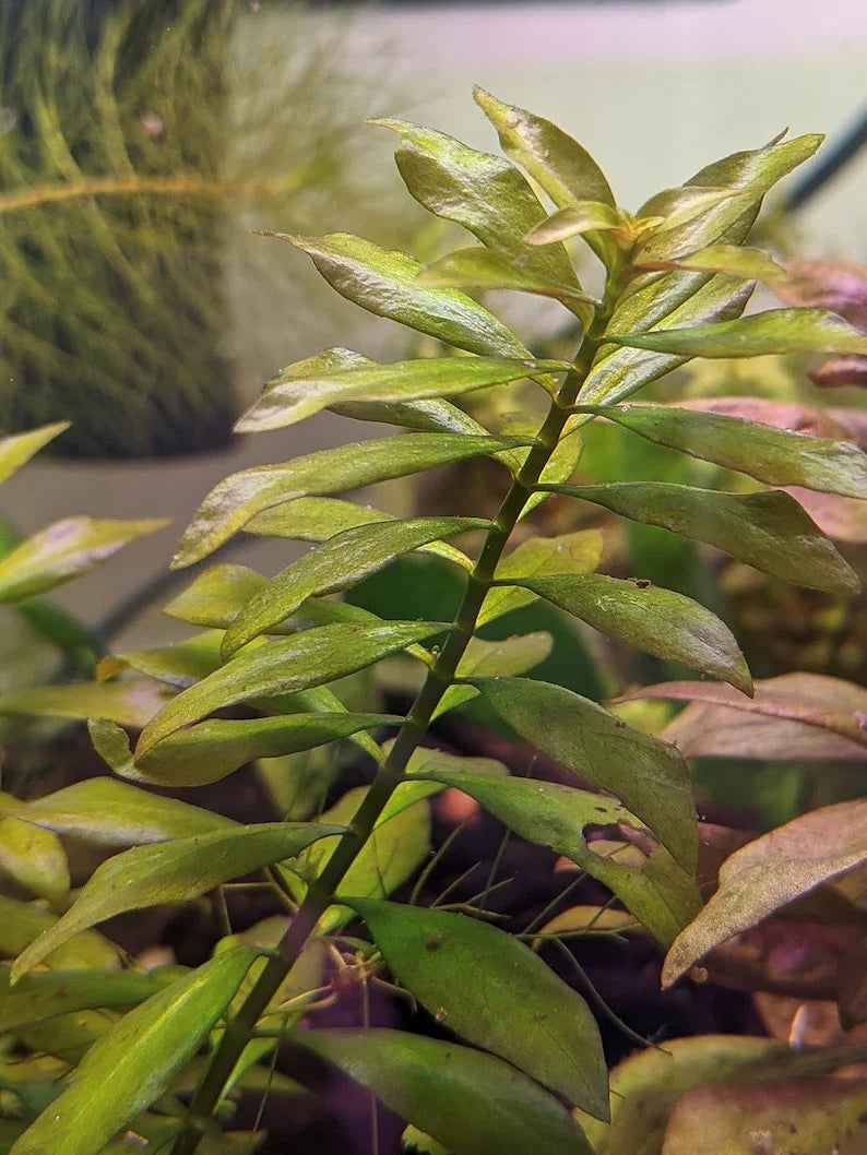 Ludwigia Arcuata 'Needle Leaf' Bundle