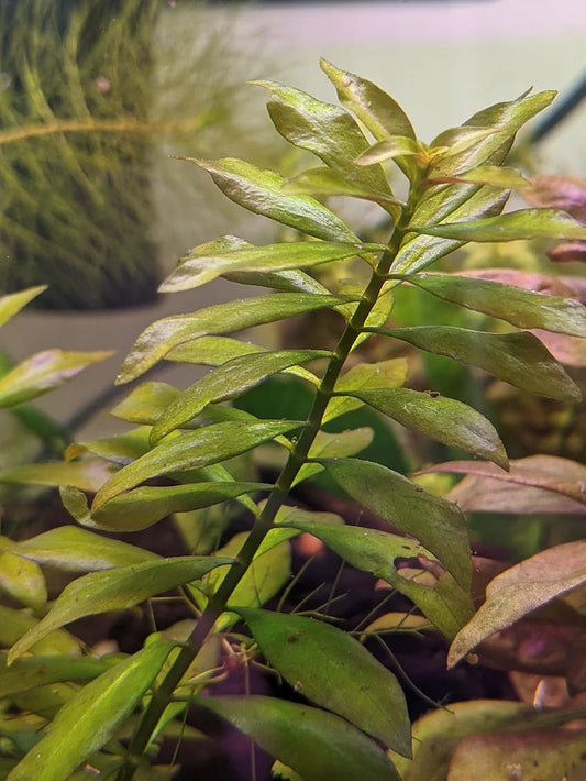 Ludwigia Arcuata 'Needle Leaf' Bundle