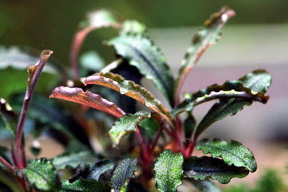 Bucephalandra Tissue Culture [Multiple Plants]