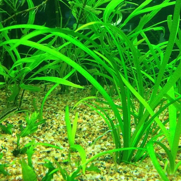 Dwarf Sagittaria [Sagittaria Subulata, Narrow-Leaved Arrowhead]