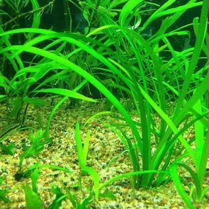 Dwarf Sagittaria [Sagittaria Subulata, Narrow-Leaved Arrowhead]