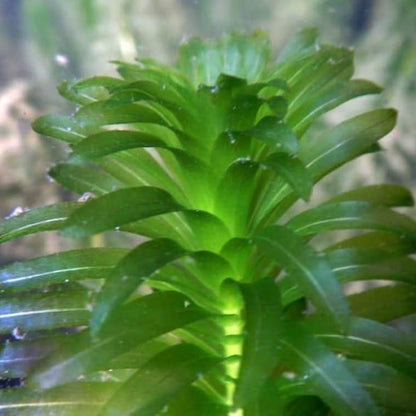 Anacharis Elodea