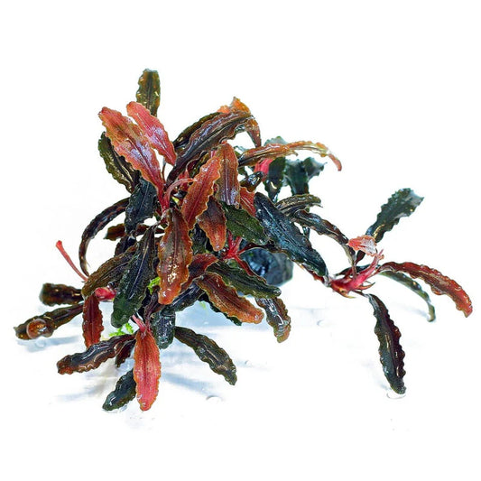 Bucephalandra Tissue Culture [Multiple Plants]