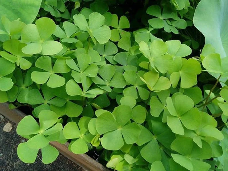 Marsilea Crenata