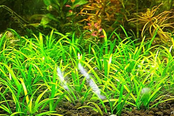 Dwarf Sagittaria [Sagittaria Subulata, Narrow-Leaved Arrowhead]