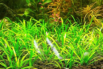 Dwarf Sagittaria [Sagittaria Subulata, Narrow-Leaved Arrowhead]