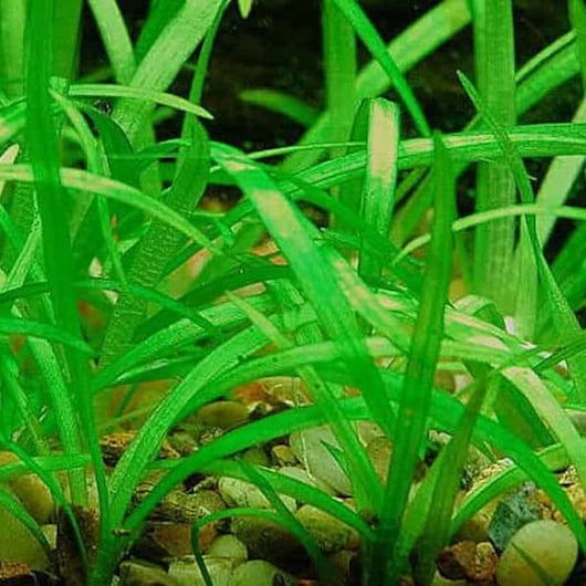 Dwarf Sagittaria [Sagittaria Subulata, Narrow-Leaved Arrowhead]