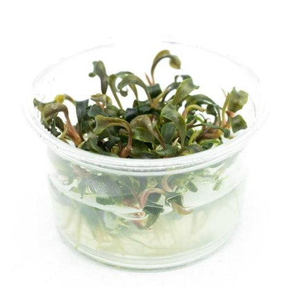 Bucephalandra Tissue Culture [Multiple Plants]