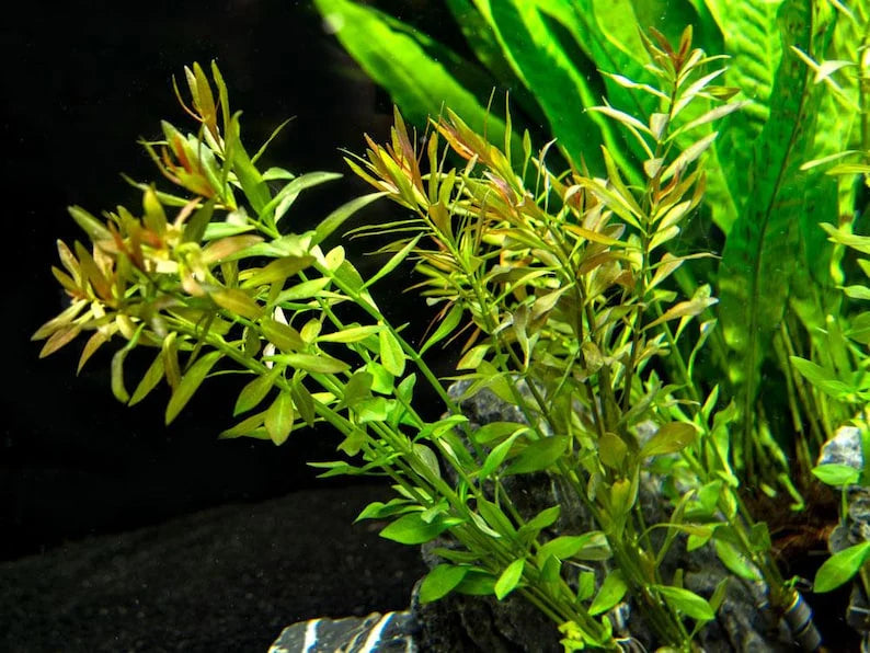Ludwigia Arcuata 'Needle Leaf' Bundle