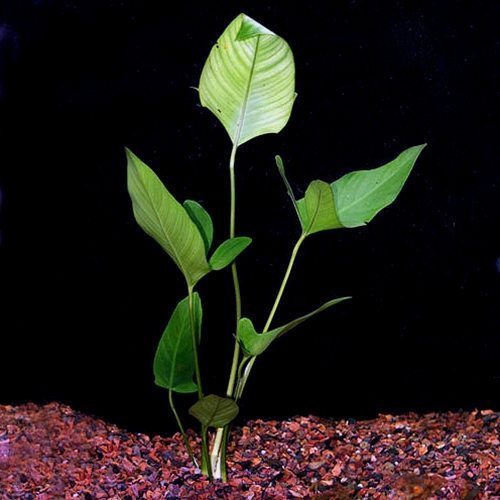 Anubias Hastifolia [X-Large]