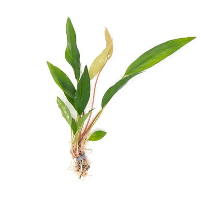 Anubias Frazeri [Large]