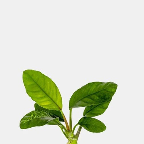 Anubias Barteri 'Coffeefolia'