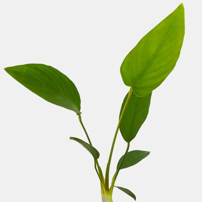 Anubias Hastifolia [X-Large]