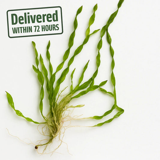 Corkscrew Val [Vallisneria Contortionist]