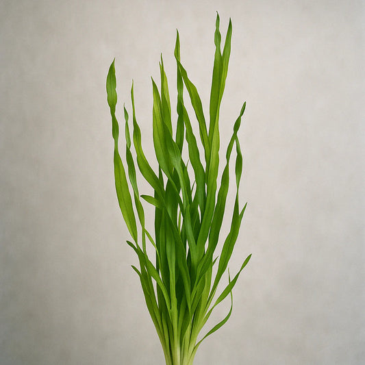 Corkscrew Val [Vallisneria Contortionist]