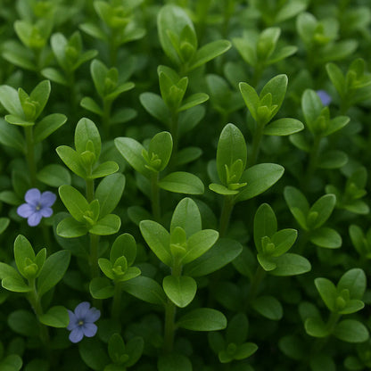 Bacopa Caroliniana
