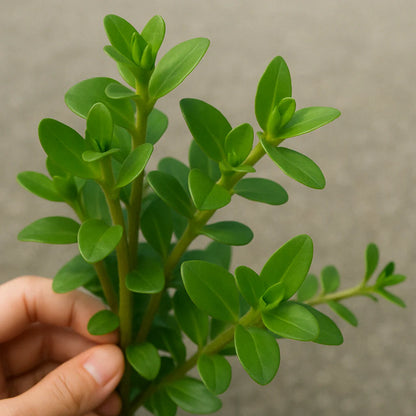 Bacopa Caroliniana