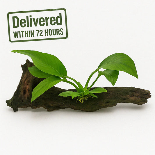 Anubias Hastifolia [X-Large]