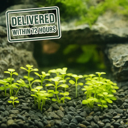 Monte Carlo [Micranthemum Tweediei]