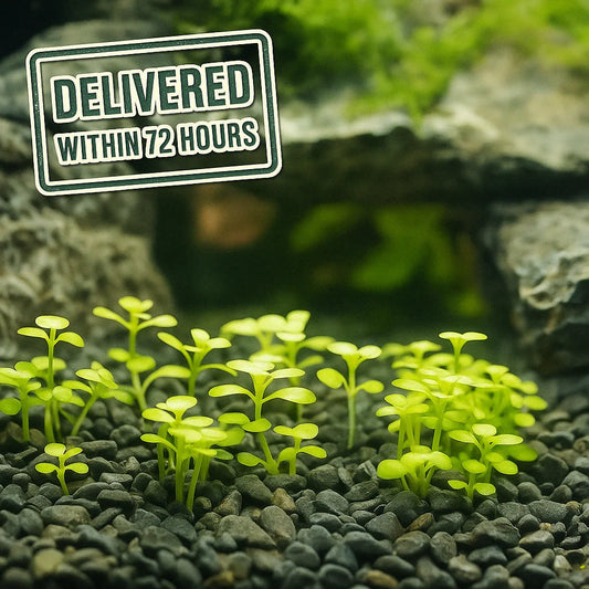 Monte Carlo [Micranthemum Tweediei]