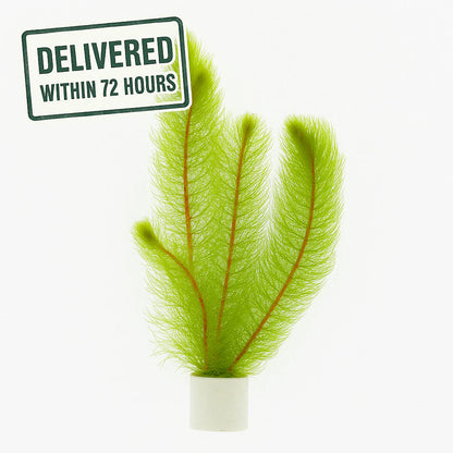 Myriophyllum Pinnatum