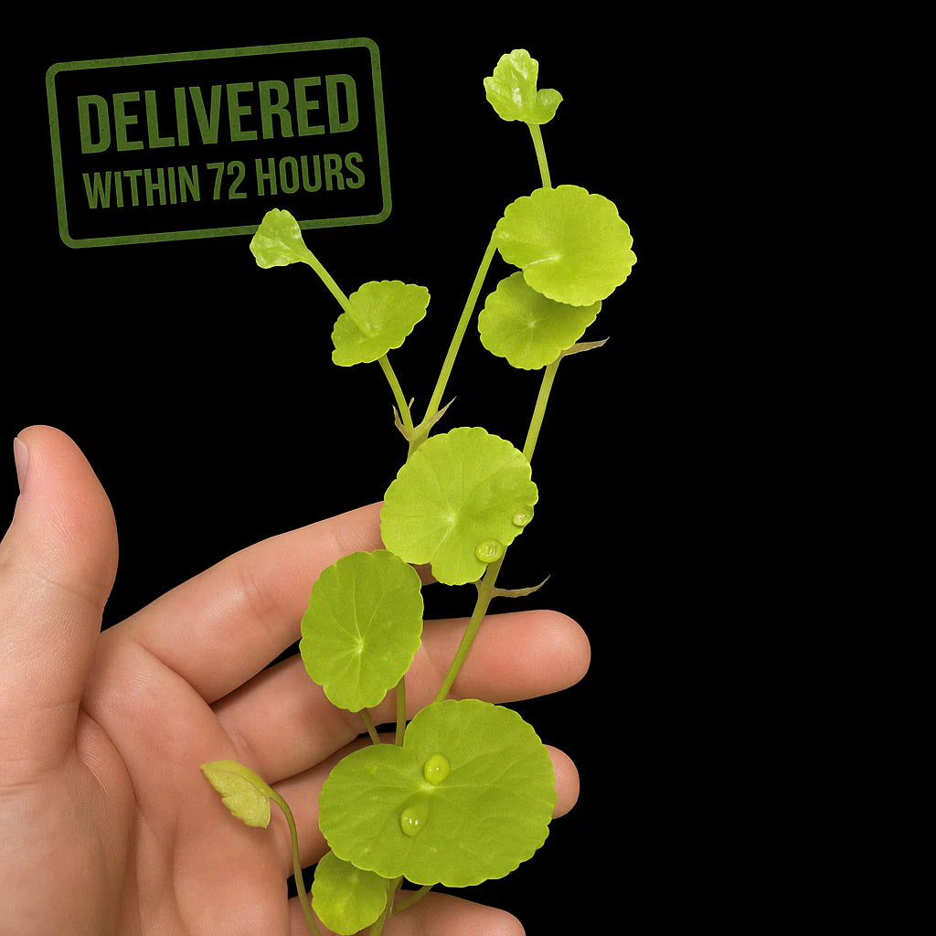 Pennywort [Hydrocotyle sp]