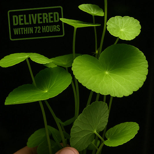 Brazilian Pennywort