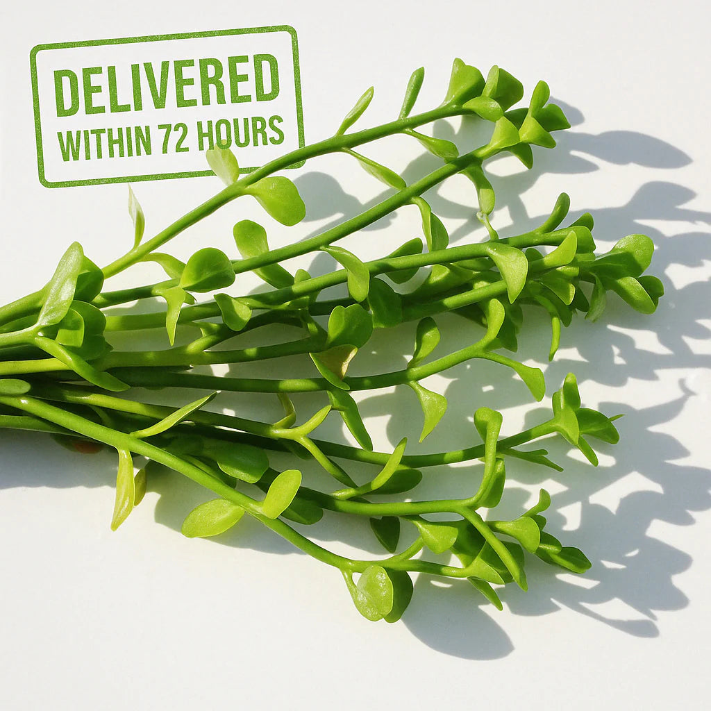 Brahmi-Bacopa Monnieri Moneywort