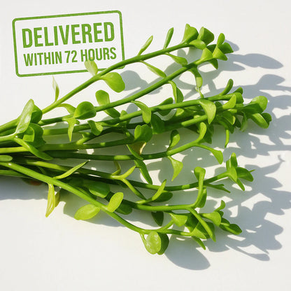 Brahmi-Bacopa Monnieri Moneywort