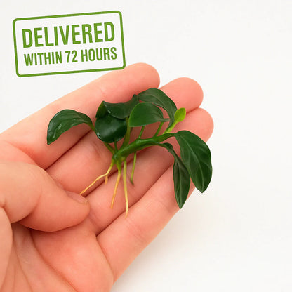 Anubias Nana Petite