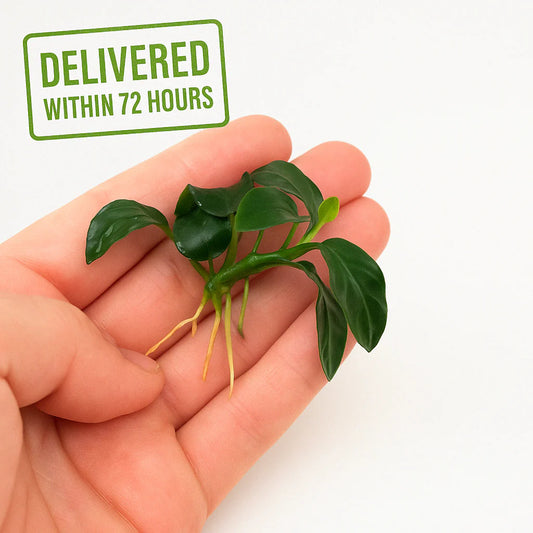 Anubias Nana Petite