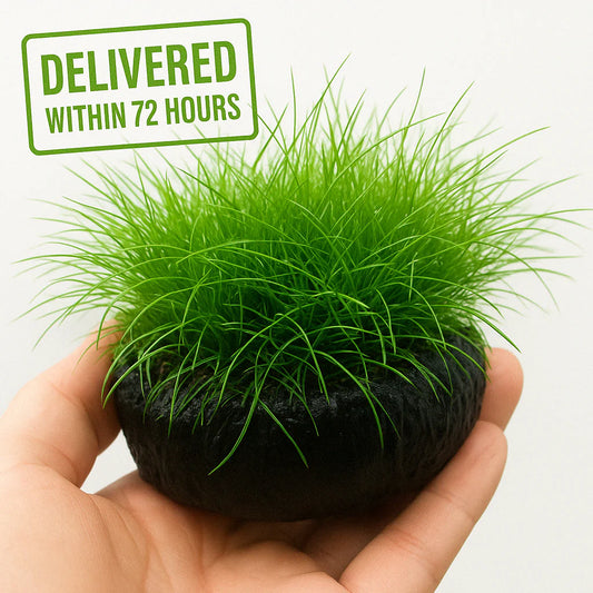 Dwarf Hairgrass [Eleocharis Parvula]